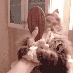 Self groomed cat Self groomed cat