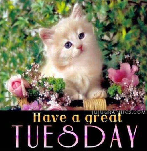 Have a great Tuesday Have a great Tuesday
