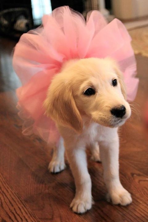 Tutu cute