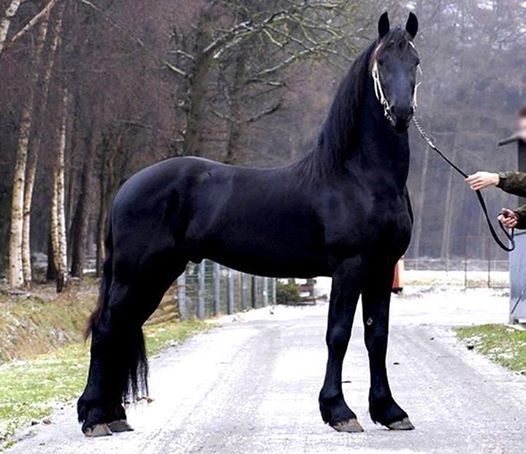 Black Beauty!! Black Beauty!!