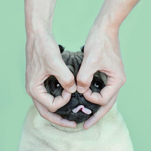 Silly pug