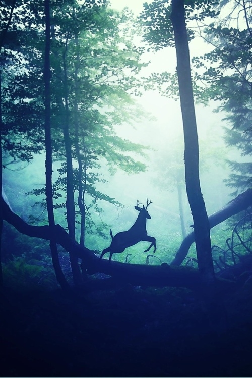 Forest buck Forest buck