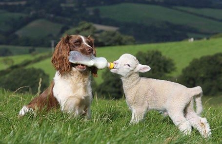 dog and lamb