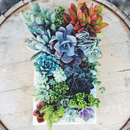 Succulents