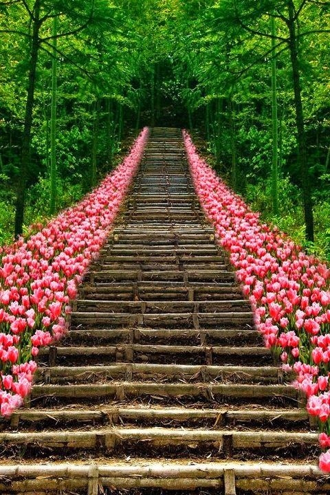 Floral path Floral path