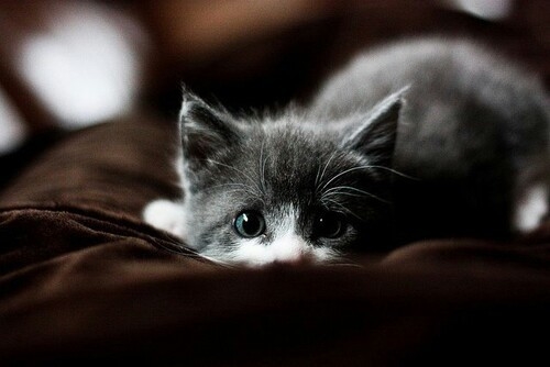 Cute Kitten Cute Kitten