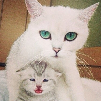 White Cats White Cats