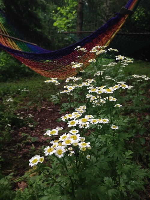 A place to roam A place to roam