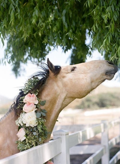 Floral mane