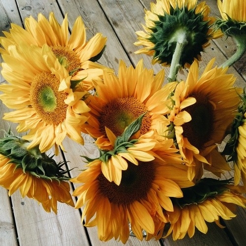 Sunflowers