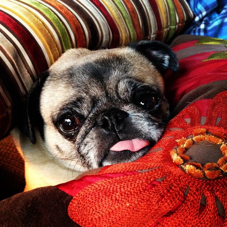 Bed ridden pug Bed ridden pug