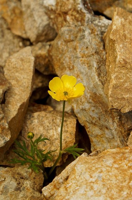 Hope grows Hope grows