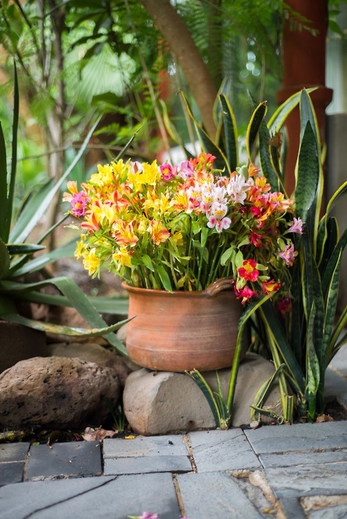 Colorful flowers Colorful flowers