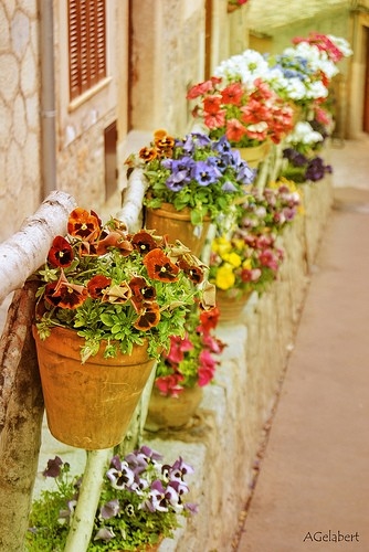 Flower Pots