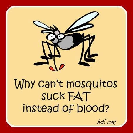 Mosquitos Mosquitos
