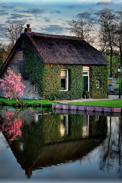 Ivy house