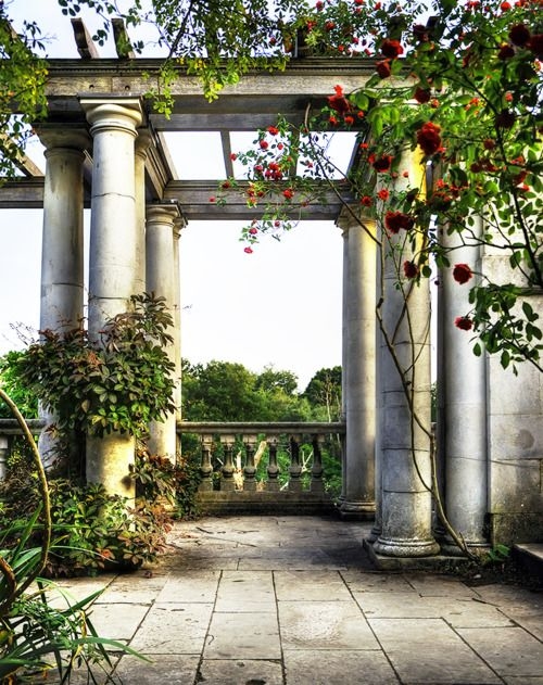 Ivy in the garden