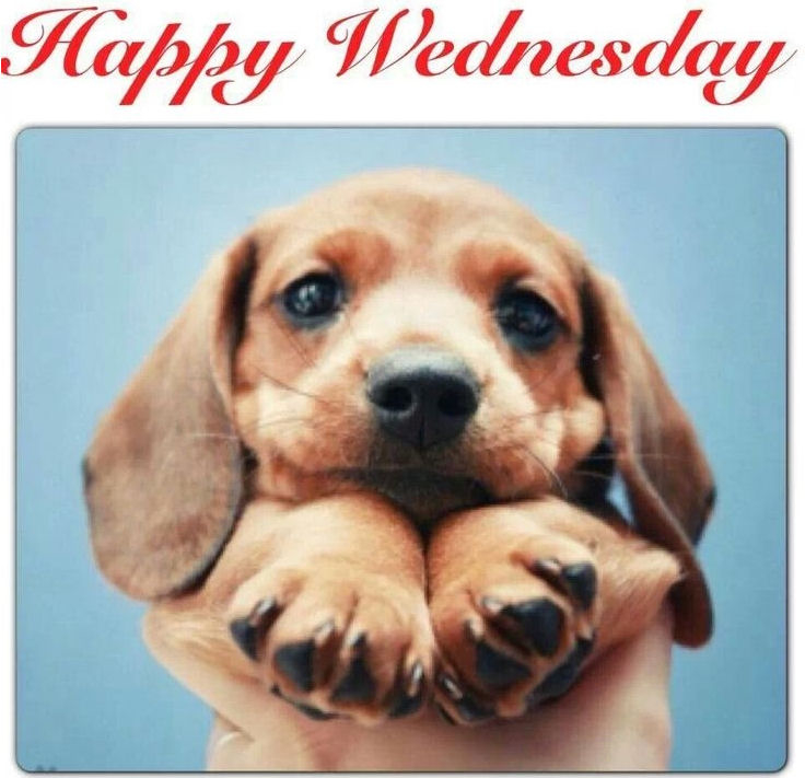 Happy Wednesday Happy Wednesday