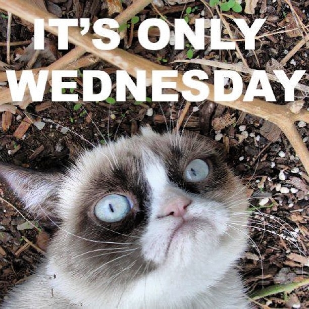 Its only Wednesday Its only Wednesday