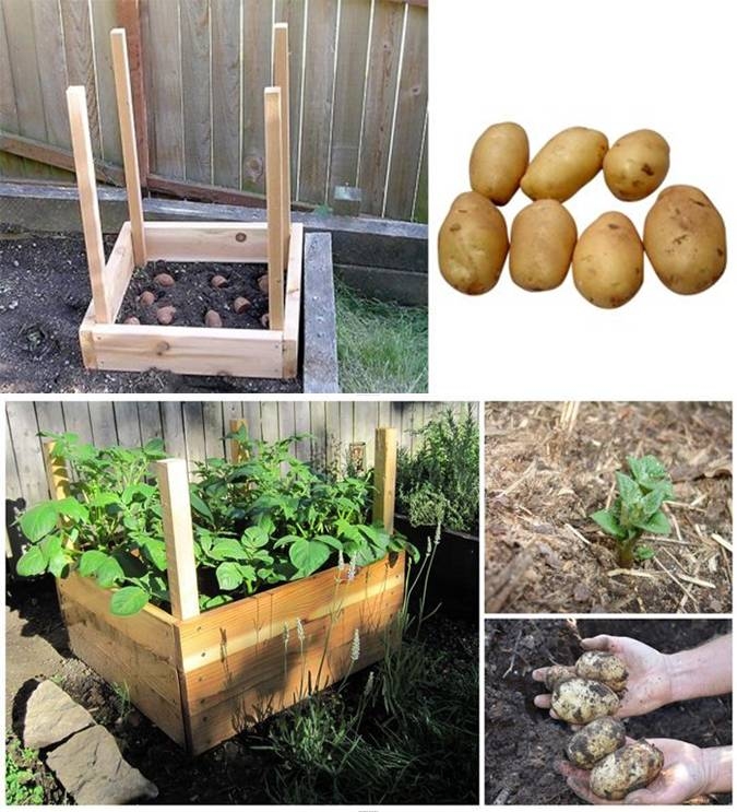 How to Grow 100 Pounds of Potatoes in Only 4 Square Feet How to Grow 100 Pounds of Potatoes in Only 4 Square Feet