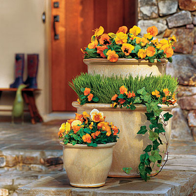 Pansies, Violas, Panolas, Grass and Ivy Pansies, Violas, Panolas, Grass and Ivy