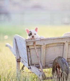 Puppy in a Wheelbarrow