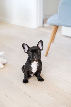 Cute Little Pup