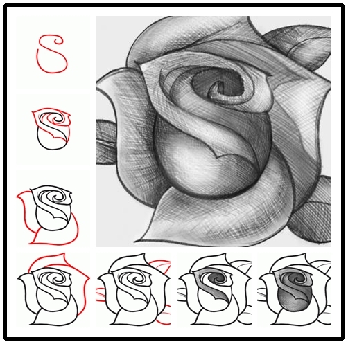 How to Draw a Rose DIY