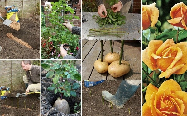 How to Propagate Roses Using Potatoes