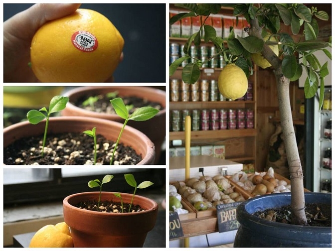 DIY How to Grow a Lemon Tree from Seed