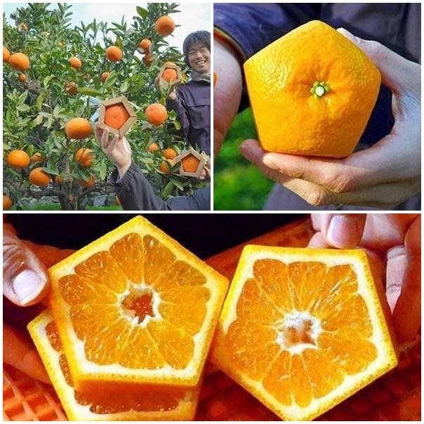 DIY Pentagonal Oranges