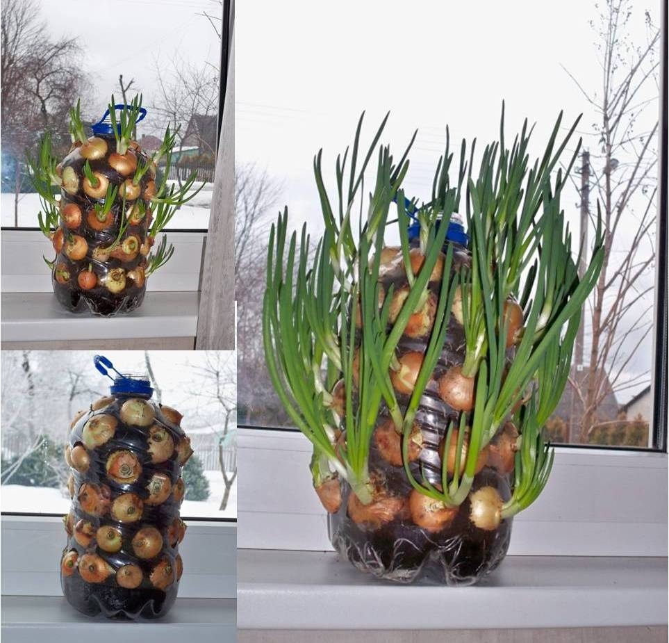 DIY Growing Onions Vertically DIY Growing Onions Vertically