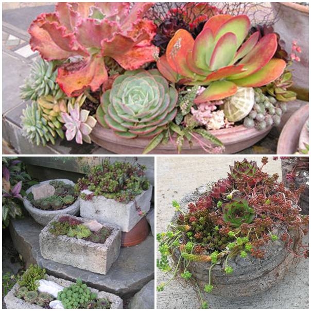 How to Grow Succulents in Containers How to Grow Succulents in Containers