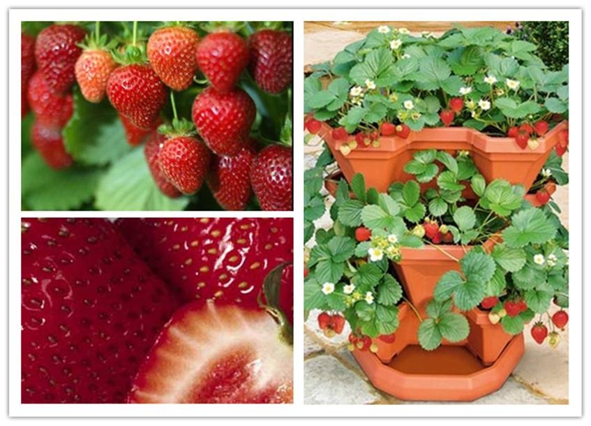 DIY Strawberry Plants in a Pocket DIY Strawberry Plants in a Pocket