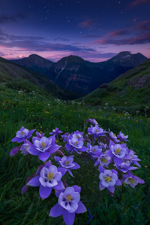 Purple dawn Purple dawn