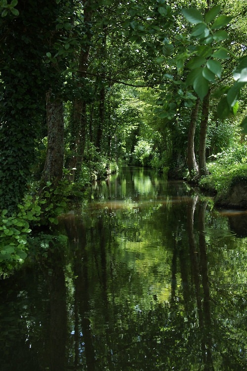 Lush green trees