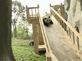 Panda Going Down Slide
