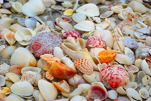 Beautiful Seashellsl