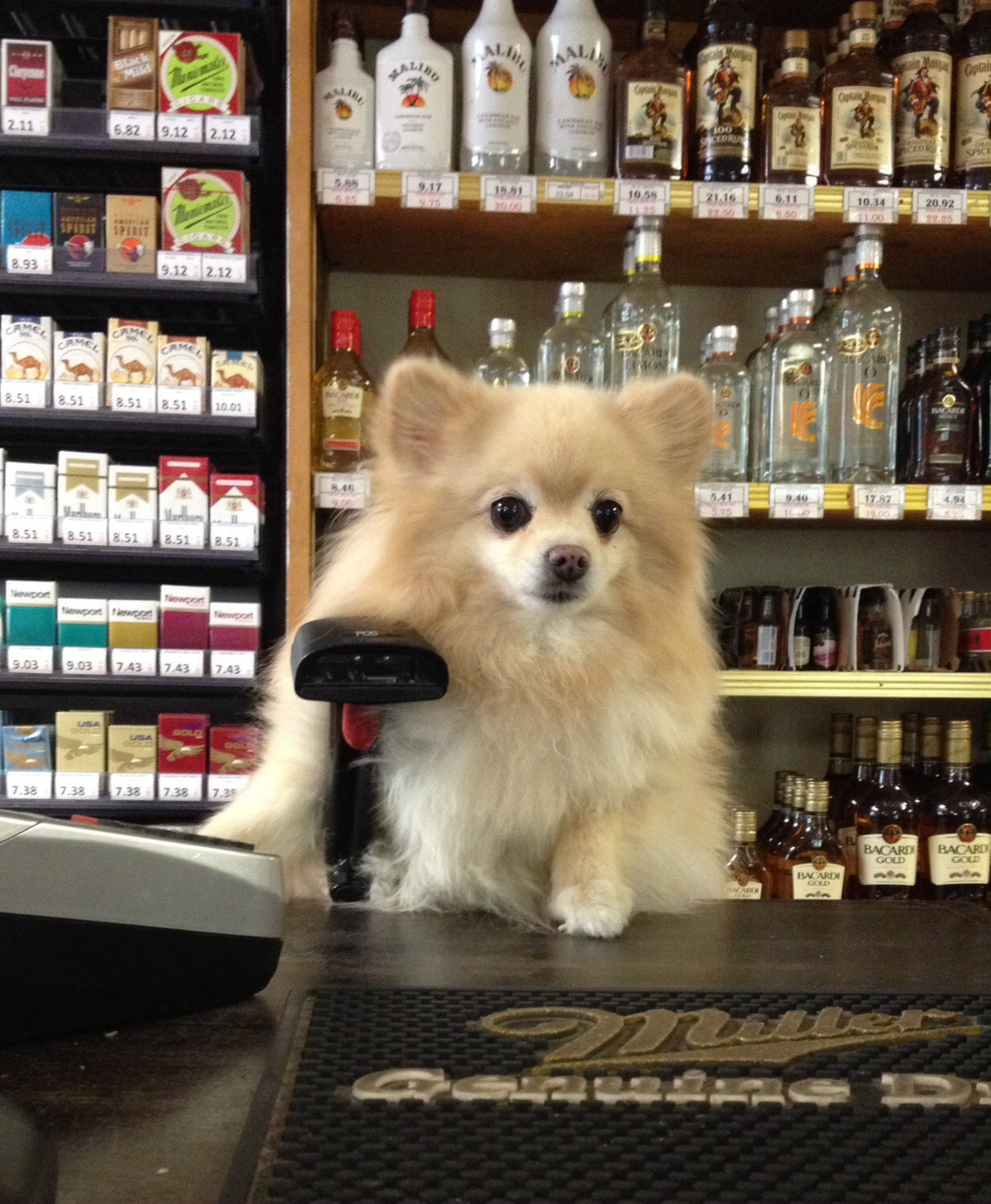 What can I get for you? What can I get for you?
