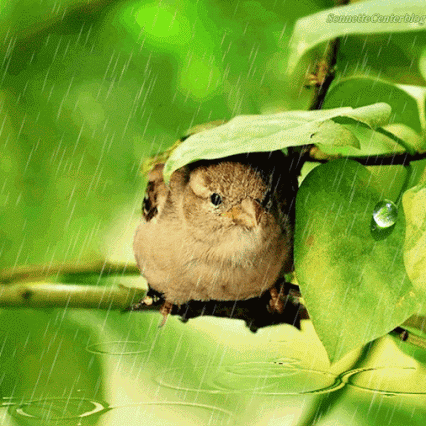 hide my little friend