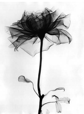 Ghostly Flower
