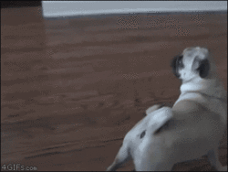 Surprised Pug