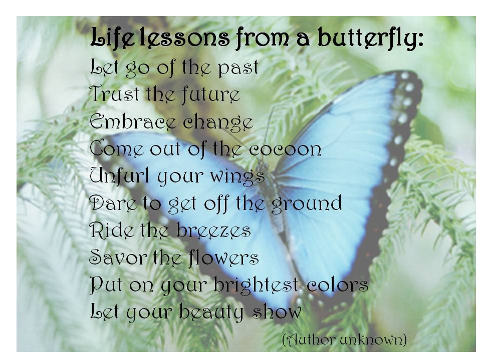 Life Lessons from a Butterfly