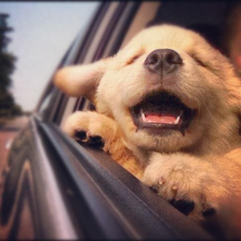 Happy Puppy on a Car Ride Happy Puppy on a Car Ride