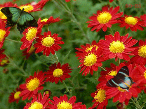 Butterflies & Red Daisies Butterflies & Red Daisies