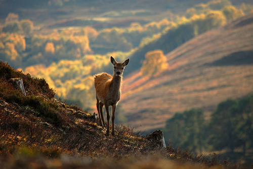 Red deer calf