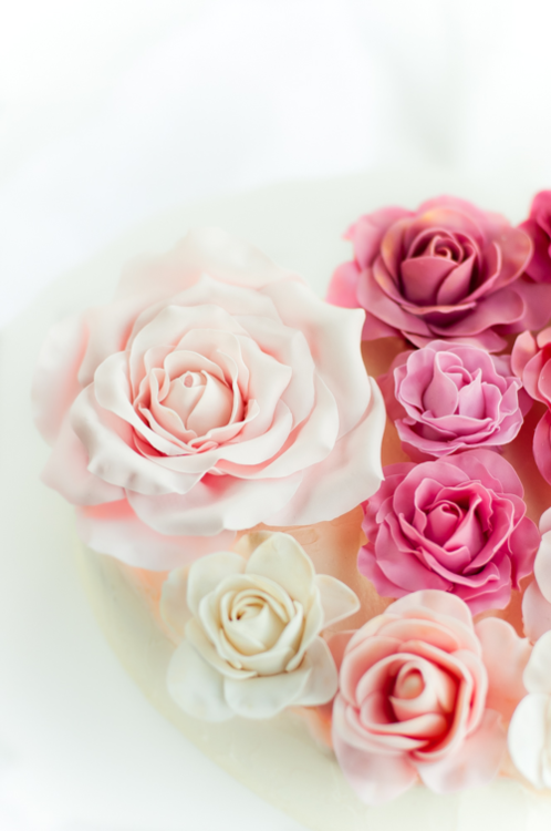 Pink roses