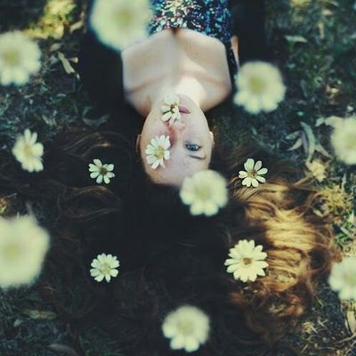 Falling daisies Falling daisies