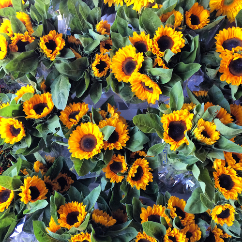 Sunflowers
