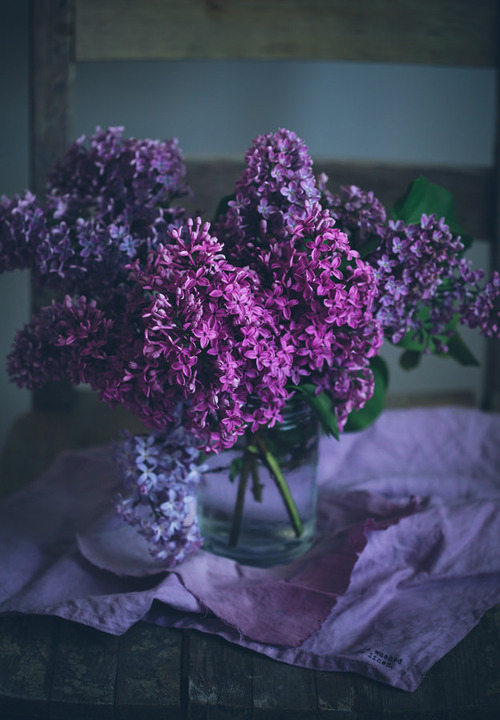 Gorgeous Purple Lilacs Gorgeous Purple Lilacs